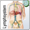 Lymphsystem